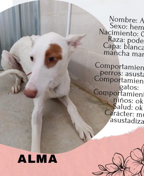 alma